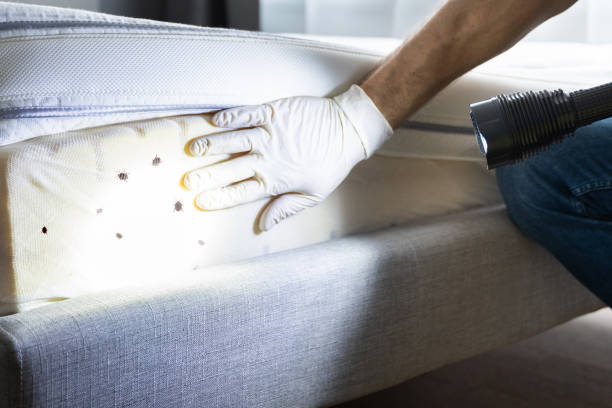 Best Local Pest Control Services  in Avimor, ID
