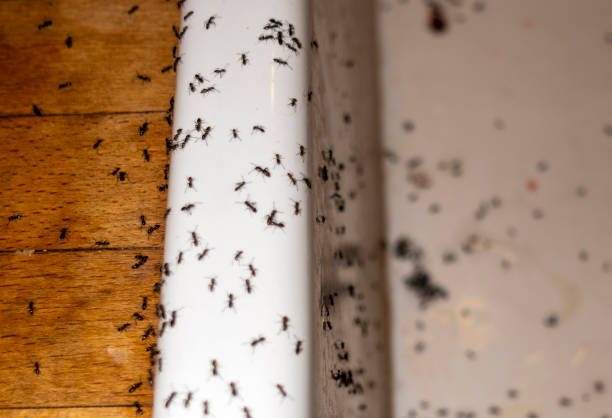 Wasp Removal Services in Avimor, ID