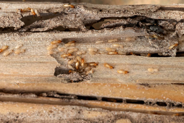 Best Insect Control  in Avimor, ID